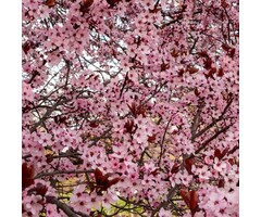 Kerspruim (Struik) - Prunus cerasifera 'Nigra'