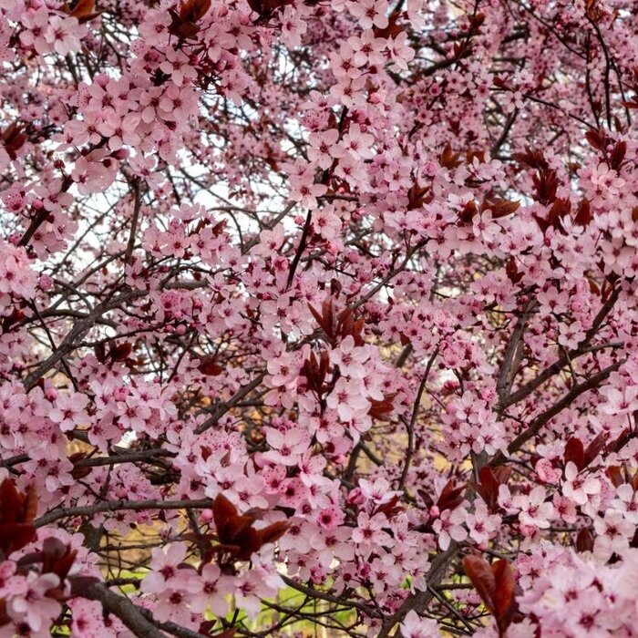 Kerspruim (Struik) - Prunus cerasifera 'Nigra'