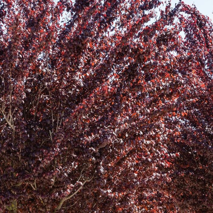 Kerspruim (Struik) - Prunus cerasifera 'Nigra'