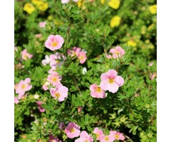 Ganzerik - Potentilla fruticosa 'Pink Queen'