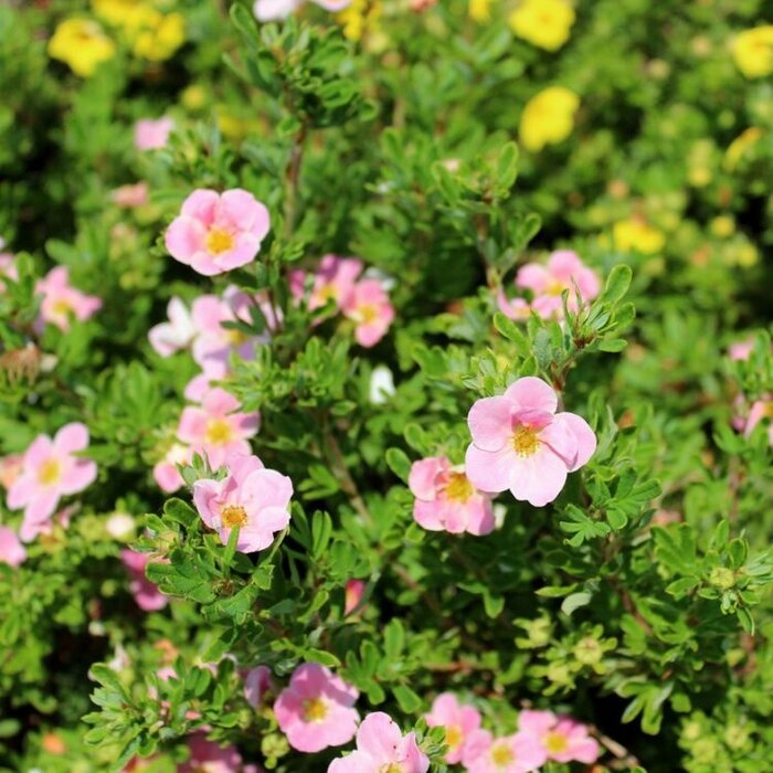 Ganzerik (Potentilla fruticosa 'Pink Queen')