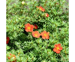 Ganzerik - Potentilla fruticosa Marian Red Robin