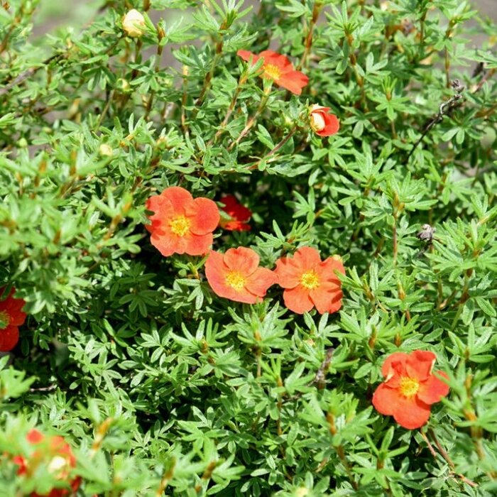 Ganzerik (Potentilla fruticosa Marian Red Robin)
