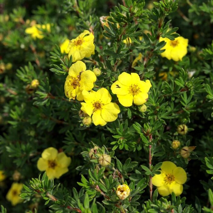 Ganzerik (Potentilla fruticosa 'Kobold')