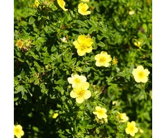 Ganzerik - Potentilla fruticosa 'Goldstar'