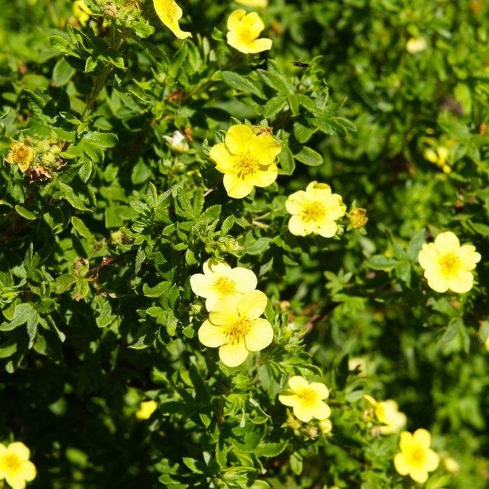 Ganzerik (Potentilla fruticosa 'Goldstar')