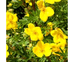 Ganzerik - Potentilla fruticosa 'Goldfinger'