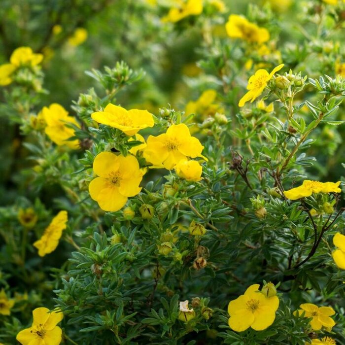 Ganzerik (Potentilla fruticosa 'Goldfinger')