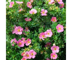 Ganzerik - Potentilla fruticosa 'Blink'
