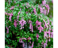 Rotsheide - Pieris japonica 'Katsura'