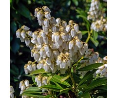 Rotsheide - Pieris japonica 'Debutante'