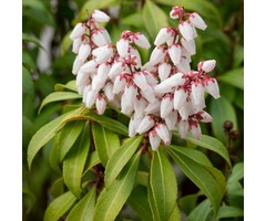 Rotsheide - Pieris japonica 'Bonfire'