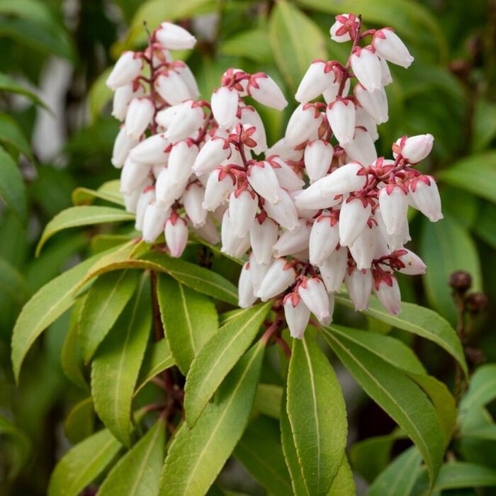 Rotsheide (Pieris japonica 'Bonfire')