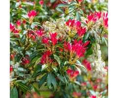 Rotsheide - Pieris 'Forest Flame'
