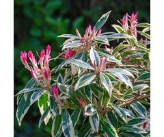 Rotsheide - Pieris 'Flaming Silver'