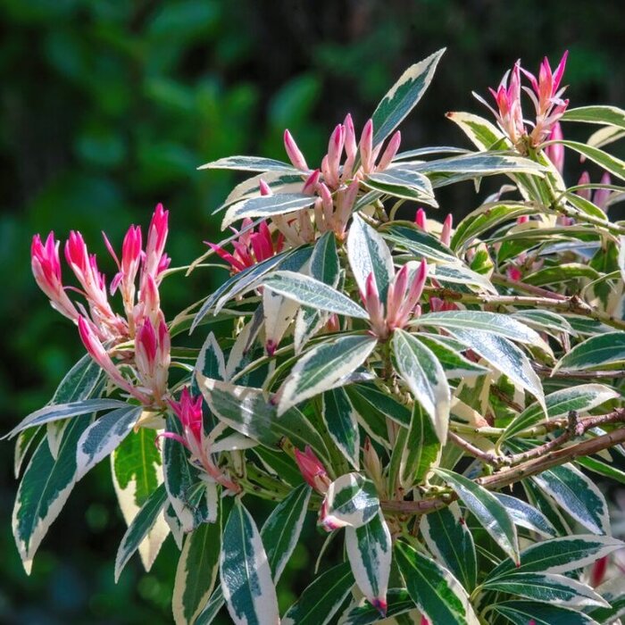Rotsheide (Pieris 'Flaming Silver')