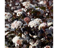 Sneeuwbalspirea - Physocarpus opulifolius 'Red Baron'