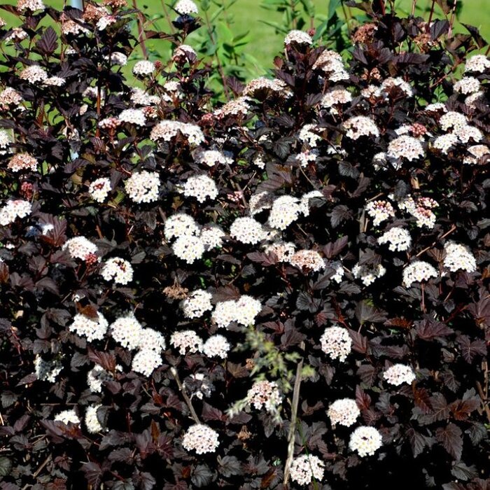 Sneeuwbalspirea (Physocarpus opulifolius 'Red Baron')