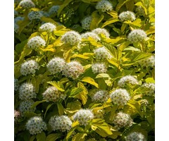 Sneeuwbalspirea - Physocarpus opulifolius 'Dart's Gold'