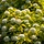 Sneeuwbalspirea (Physocarpus opulifolius 'Dart's Gold')