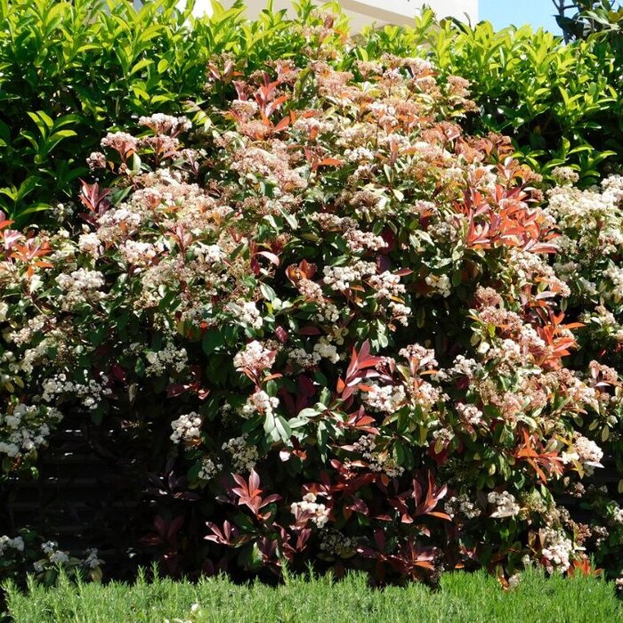Glansmispel (Photinia fraseri 'Camilvy')