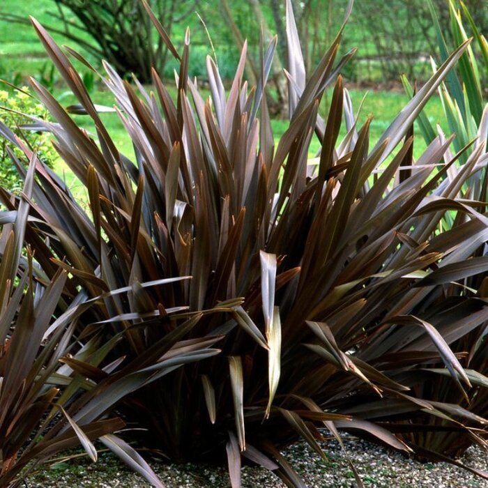 Nieuw-Zeelands vlas (Phormium tenax 'Purpureum')