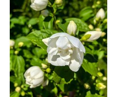 Boerenjasmijn - Philadelphus 'Virginal'