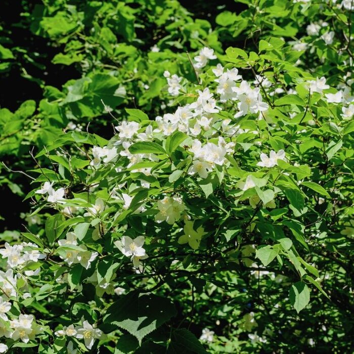 Boerenjasmijn (Philadelphus 'Lemoinei')