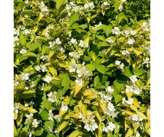 Boerenjasmijn - Philadelphus coronarius 'Aureus'