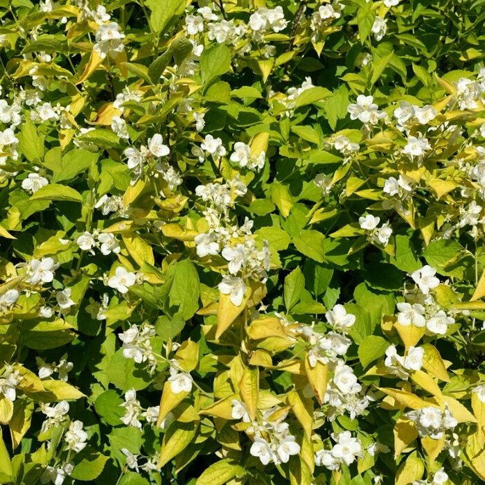 Boerenjasmijn (Philadelphus coronarius 'Aureus')