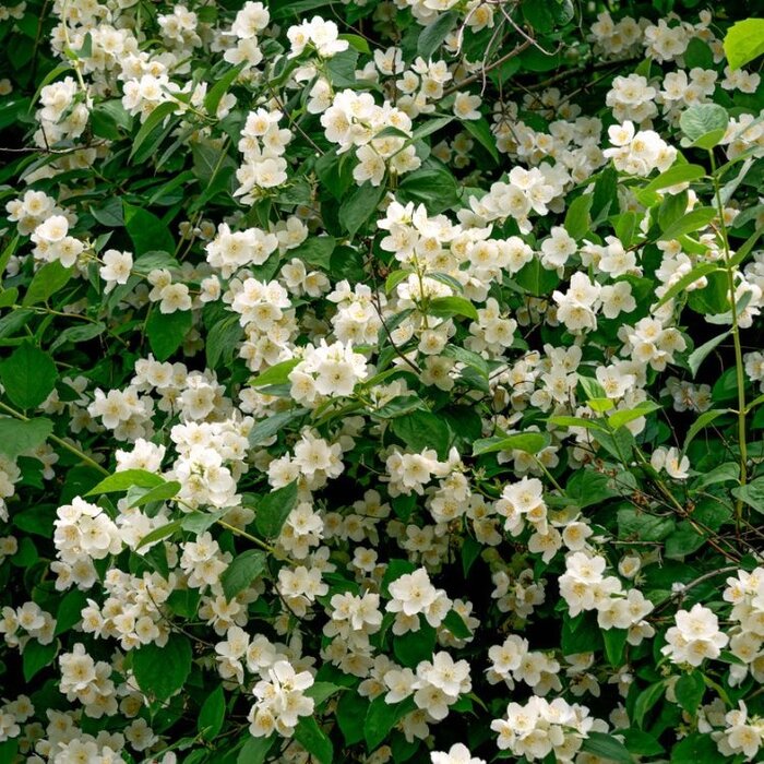 Boerenjasmijn (Philadelphus coronarius)