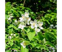 Boerenjasmijn - Philadelphus 'Lemoinei'