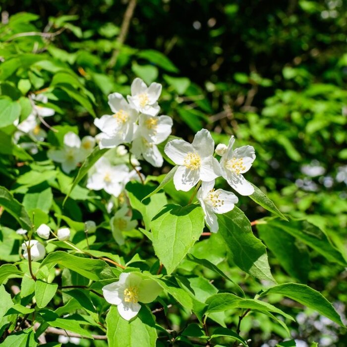 Boerenjasmijn (Philadelphus 'Lemoinei')