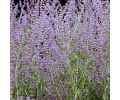 Reuzenlavendel - Perovskia atriplicifolia 'Silvery Blue'