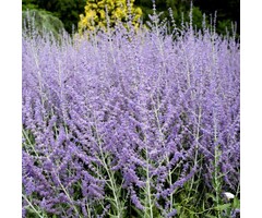 Reuzenlavendel - Perovskia atriplicifolia 'Blue Spire'