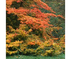 IJzerhout (Struik) - Parrotia persica