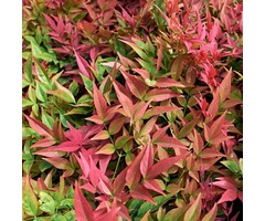 Hemelse bamboe - Nandina domestica 'Gulf Stream'