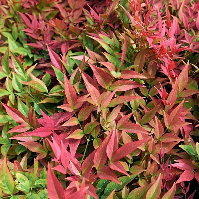 Hemelse bamboe (Nandina domestica 'Gulf Stream')