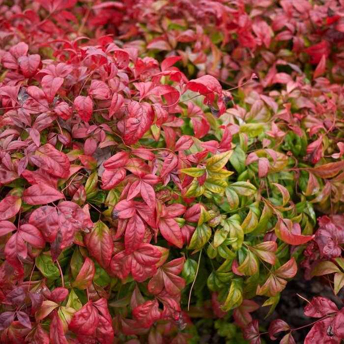 Hemelse bamboe (Nandina domestica 'Firepower')