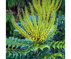 Mahoniestruik - Mahonia media 'Winter Sun'
