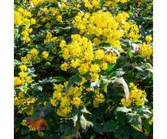 Mahoniestruik - Mahonia aquifolium 'Apollo'