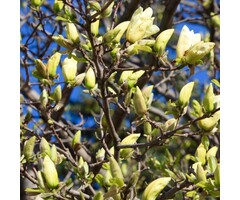Beverboom - Magnolia 'Yellow River'