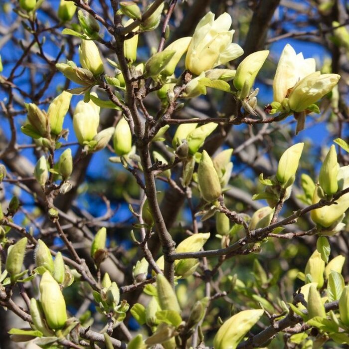 Beverboom (Magnolia 'Yellow River')