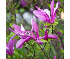 Beverboom (Struik) - Magnolia 'Susan'