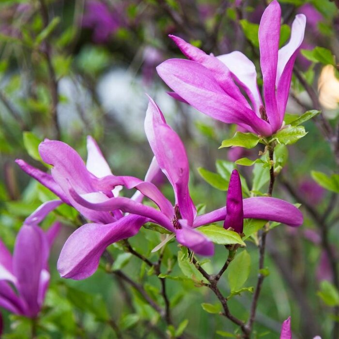 Beverboom (Struik) - Magnolia 'Susan'