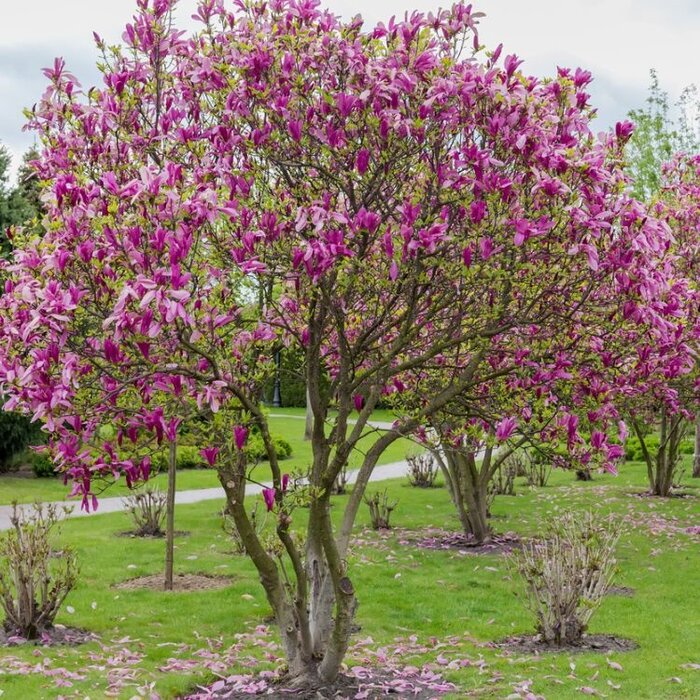 Beverboom (Struik) - Magnolia 'Susan'