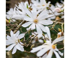 Beverboom (Struik) - Magnolia stellata 'Royal Star'