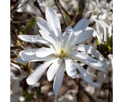 Stermagnolia (Struik) - Magnolia stellata