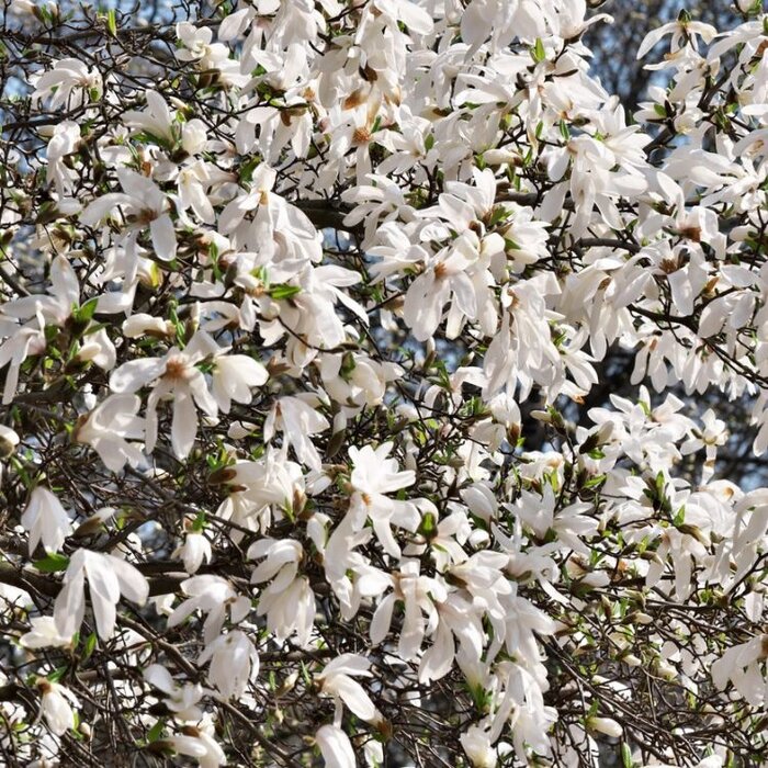 Stermagnolia (Struik) - Magnolia stellata