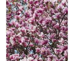 Beverboom - Magnolia soulangeana